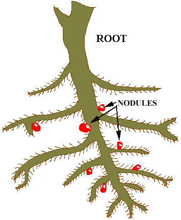 101nodules21.gif (6805 bytes)